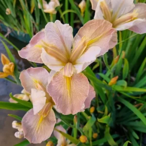 Iris louisiana Pastel Accent