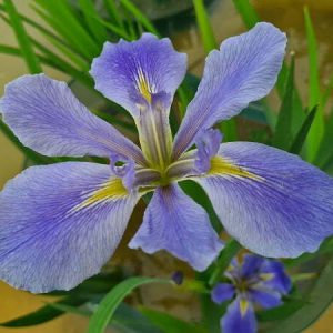 Iris louisiana 'Sea Wisp'