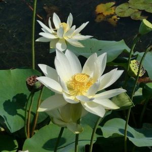 Lotusblume Nelumbo 'Hun Zhong'