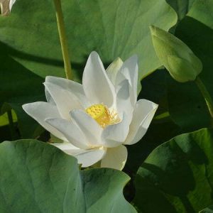 Lotusblume Nelumbo 'White Triangle'