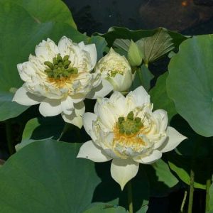 Lotusblume Nelumbo 'Xi Shi Wan Cha'
