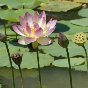 Lotusblume Nelumbo 'Xin De Lian'