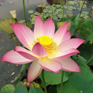 Lotusblume Nelumbo 'Xin De Lian'