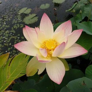 Lotusblume Nelumbo 'Zazhong San Yanse'