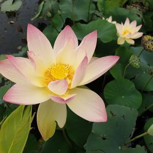 Lotusblume Nelumbo 'Zazhong San Yanse'
