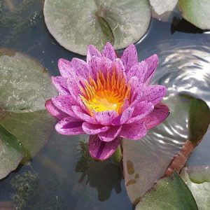 Water Lily Amethyst Crystal