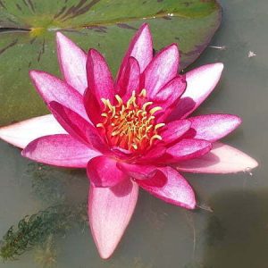 Water Lily Atropurpurea
