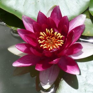 Water Lily Attraction