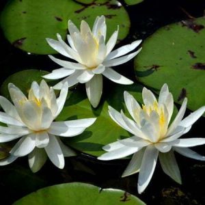 Water Lily Caroliniana Nivea