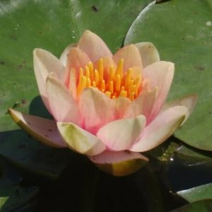 Water Lily Chrysantha
