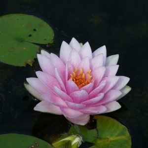 Water Lily Madame Wilfron Gonnere