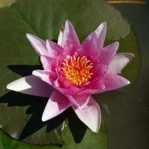 Water Lily Meteor