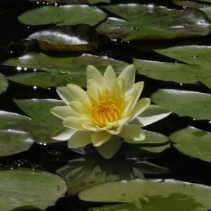 Water Lily Moorei