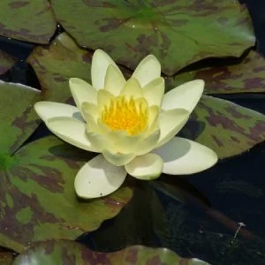 Water Lily Moorei