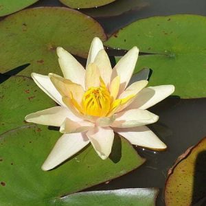 Water Lily Pam Bennet