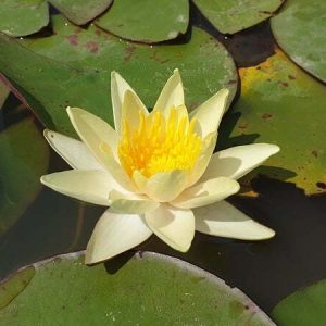 Water Lily Pam Bennet