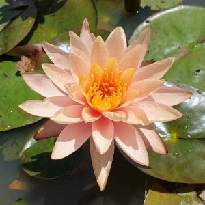 Water Lily Peace Lily