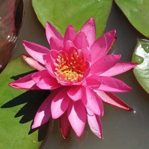 Seerose Nymphea Perry's Viviparous Pink