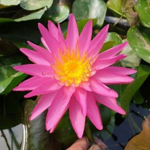 Water Lily Pink Silk