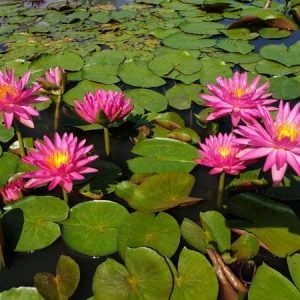 Water Lily Pink Silk