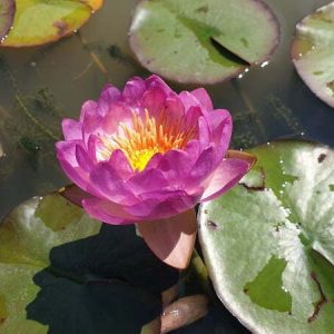 Water Lily Queen Sirikit