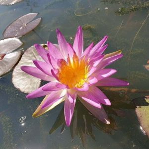 Water Lily Rattanawadee