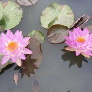 Water Lily Siam Purple