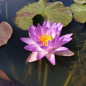 Water Lily Siam Purple