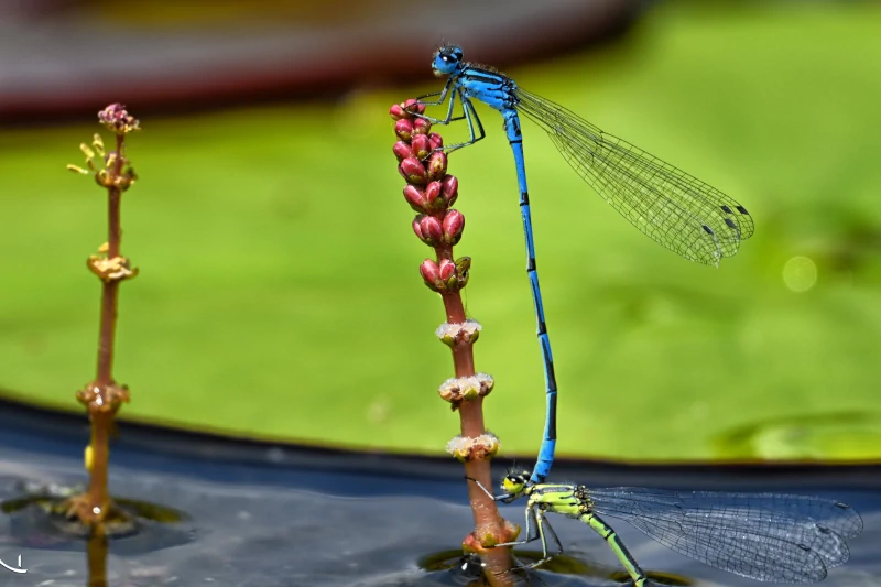 aquatic insects and pond creatures