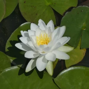 Water Lily Odorata