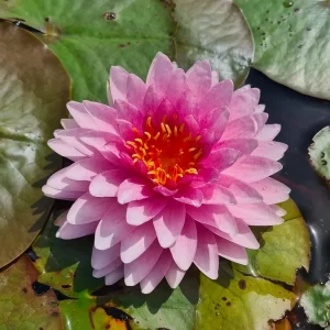 Water Lily Mahasombut