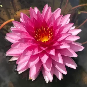 Water Lily Mahasombut