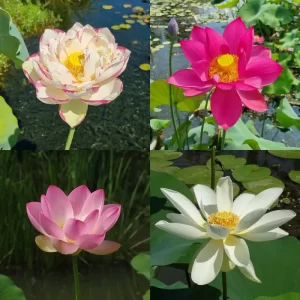 Große Lotusblumen - für Töpfe mit einem Durchmesser von 80-100 cm