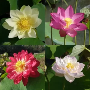 Kleine Lotusblumen - für Töpfe mit einem Durchmesser von 45-50 cm