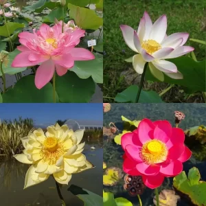 Mittlere Lotusblumen - für Töpfe mit einem Durchmesser von 60-70 cm