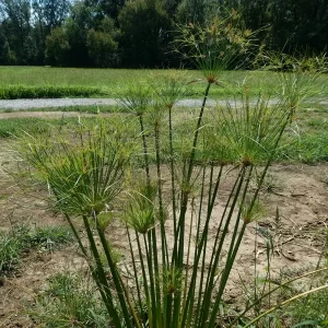 cyperus papyrus Ägyptische Papyrusstaude