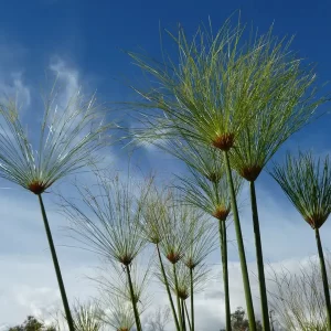 cyperus papyrus Ägyptische Papyrusstaude