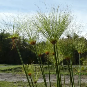 cyperus papyrus Ägyptische Papyrusstaude