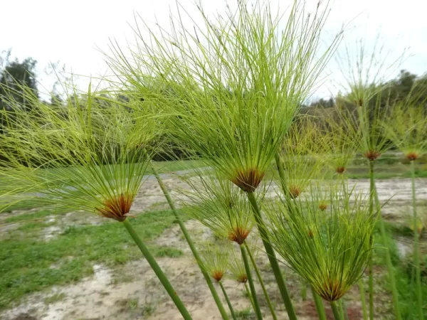 cyperus papyrus Ägyptische Papyrusstaude