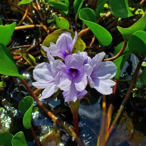 eichhornia azurea Azurblaue Wasserhyazinthe