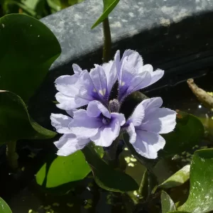 eichhornia azurea Azurblaue Wasserhyazinthe