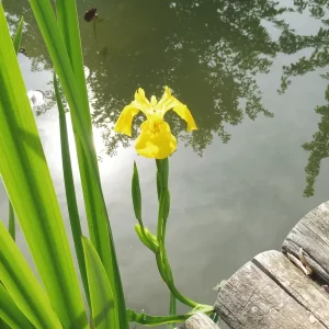 iris pseudacorus wasserschwertlilie