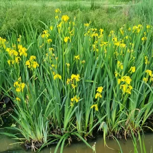 iris pseudacorus wasserschwertlilie