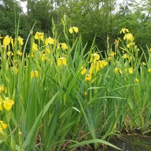 iris pseudacorus wasserschwertlilie