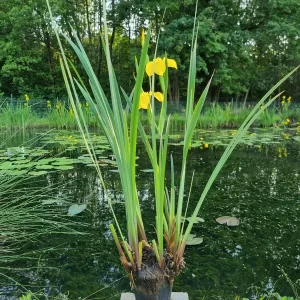 iris pseudacorus wasserschwertlilie