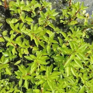 ludwigia palustris sumpf heusenkraut