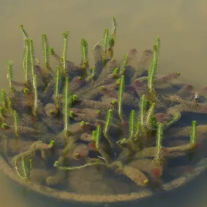 myriophyllum crispatum feines tausendblatt