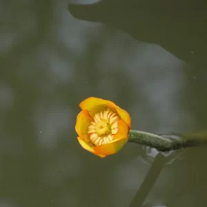 nuphar japonica rubra Japanische Teichrose Rubra
