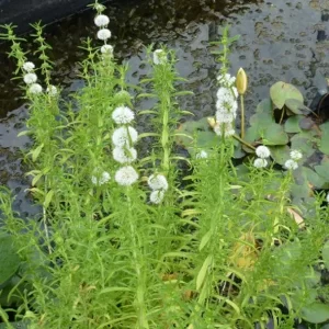 preslia cervina alba weiße französische wasserminze