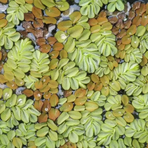 salvinia auriculata Kleinohriger Schwimmfarn